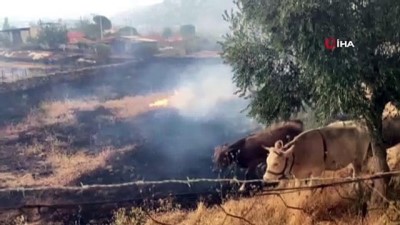 hayvancilik -  Alevler arasında kalan hayvanların çaresizliği Videosu