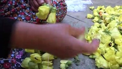 urus -  Amasya’da tescilli ‘çiçek bamyası’nın hasadı başladı: Kilosu 200 lira Videosu