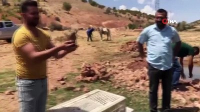 allah -  Gercüş'te, yüzlerce sülün doğaya bırakıldı Videosu