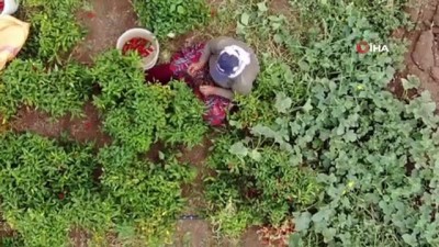 kapanma -  En acı ‘hasat’ başladı Videosu