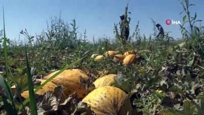kuraklik -  Konya Ovasında kavun hasadı zamanı Videosu