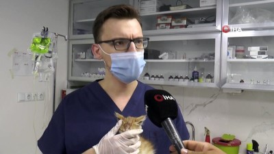 hayvan -  Muğla’daki yangınlarda yaralanan kedi Eskişehir’de tedavi altında Videosu