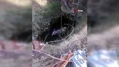 Bingöl’de kuyuya düşen eşek itfaiye ekiplerince kurtarıldı