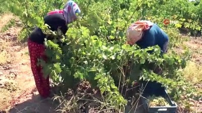 salar -  'Hatun parmağı' üzümünde hasat zamanı Videosu
