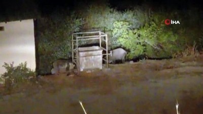 hayvan -  Mezbahaneyi mesken tutan ayı ve domuzlar kamerada Videosu