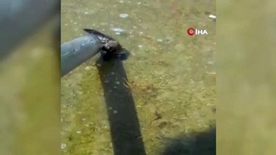 dogal yasam alani -  Sulama havuzunda mahsur kalan sansar, plastik boru ile kurtarıldı Videosu