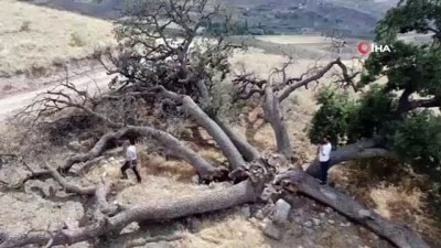 allah -  3 asırlık ağaca kimse dokunamıyor Videosu