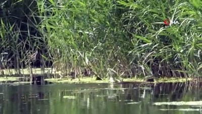 uzunlu -  Ağrı Dağı Milli Parkı, doğal güzelliği ve hayvan çeşitliliğiyle dikkat çekiyor Videosu