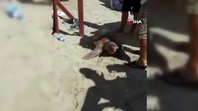 caretta caretta -  Kuşadası’nda sahile ölü caretta caretta vurdu Videosu