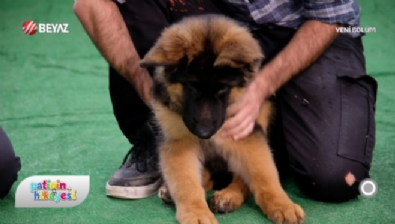 Patinin Hikayesi 13 Aralık 2025