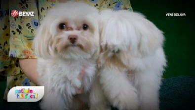 Patinin Hikayesi 31 Ocak 2026 Video İzle